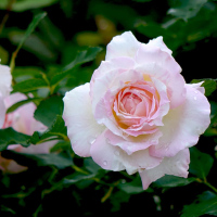 防下架 带盆栽好 天狼月季 法式千层酥2.5升盆栽多季丰花庭院花园观赏性植物玫瑰花