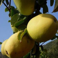 4年苗 其他 木瓜海棠树苗木瓜海棠苗浓香木瓜树庭院别墅绿化行道风景观果树苗