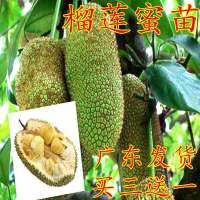 2年苗[不推荐] 81cm(含)-110cm(含) 海南榴莲蜜苗南方四季种植小菠萝蜜苗榴莲蜜树苗盆栽地栽嫁接苗