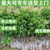 试种:鸡心黄皮1棵[限购1棵无售后] 60cm(含)-69cm(含) 广西嫁接紫肉黄皮树苗鸡心无核特大果树庭院盆栽南方种