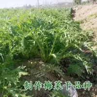 梅干菜种子100粒试种 梅菜种籽梅干菜种子梅菜干蔬菜种子四季播耐寒广东梅州秋冬孑种植