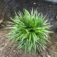 金钱菖蒲 裸根不带土 植物盆栽发财树米竹小叶紫檀菖蒲绿宝绿植室内办公室桌面净化空气