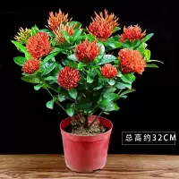 龙船花(全带花苞发货,塑料原盆 带盆栽好 龙船花盆栽绣球花庭院阳台四季开花室内外花卉好养植物带花苞绿植