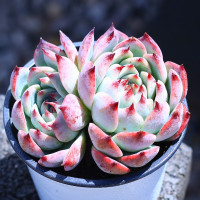 吉娃娃双头+[简易盆]栽好 带盆栽好 贝壳锦多肉植物白姬之舞花卉盆栽含花盆栽好成品桌面组合云南直发