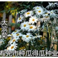 2克约千粒 大滨菊种子 多年生花卉种子 阳台景观园艺花卉大花白色大滨菊种子
