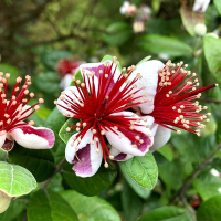 菲油果(1加仑) 带盆栽好 裸心花园菲油果盆栽苗斐济果常绿食用观赏花园庭院室外花卉植物