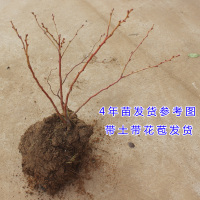 3年苗(隔年结果)带土发货 蓝莓苗盆栽地栽果树苗南方北方种植四季蓝莓树苗带土发货当年结果