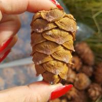 一斤 散装大兴安岭干带壳生马尾小松树塔原味鼠粮坚果里面都有松子