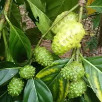 西双版纳精品特级诺丽果干生态原产诺丽果干片诺尼果水果茶100g