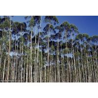 桉树500粒 桉树种子尾叶巨桉蓝桉杏仁桉澳大利亚大小叶安速生桉树广林九种籽