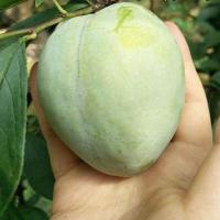 桃形李 当年结果苗(1颗装)不送苗 嫁接三华蜂糖李子树苗脱骨四川贵州青脆南北种植果树果苗当年结果