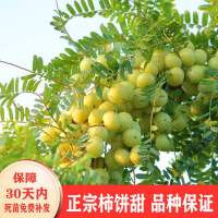 2年苗(崩坎柿饼甜油甘) 50cm(含)-60cm(不含) 甜油甘果苗正宗崩坎柿饼甜油甘苗嫁接苗特大潮汕甜余甘苗当年结果