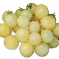 白砂糖番茄苗6棵Y 白砂糖番茄种子苗樱桃小番茄种孑圣女果种籽苗可留种春季四季盆栽