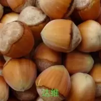 新鲜脱皮大榛子不推荐半斤250g不 桓仁特产水仁大榛子村里榛子基地农户自销平欧大榛子现摘现发水仁