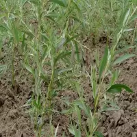 2公分粗[2棵] 其他 柳树苗垂柳黄皮柳树苗竹柳苗直升柳小苗行道树大小规格柳
