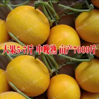 黄河蜜甜瓜原装50克 一包一亩 正宗大果黄河蜜甜瓜种子黄皮浅绿肉种籽高产抗病中晚熟哈密瓜种孑