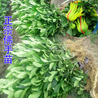 二年苗[后年结果] 50cm(含)-60cm(不含) 带果阳台室内盆栽庭院花卉金佛手树苗千佛手瓜水果树苗佛手柑盆栽