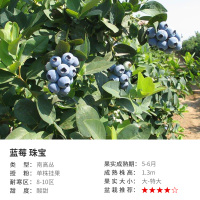 珠宝1加仑盆栽 40cm(含)-50cm(不含) 种花王大爷蓝莓树果苗盆栽水果树苗四季种植庭院绿宝石阳台植物