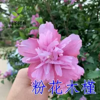 粉花木槿2公分粗 111cm(含)-140cm(含) 木槿花树苗重瓣丰花食用盆栽木槿花苗庭院耐寒大型风景树绿篱笆苗
