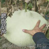 5粒 磨盘葫芦种子 特大葫芦种籽观赏爬藤绿化园林园艺植物种子花种籽
