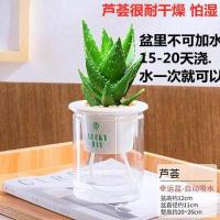 芦荟不含盆土 带盆栽好 花卉盆栽发财树办公室小绿植室内好养栀子花绿萝水培植物多肉鲜花