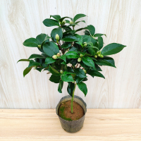 3年精选含盆高40-45公分 长叶中 夏季结苞 不含盆 五色赤丹茶花老桩盆栽苗 一树多色 绿植花卉盆栽阳台庭院植物好养