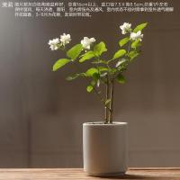 绿色 茉莉带花苞gz6w 带盆栽好 香氏植物小盆栽含盆绿植月季茉莉花卉虎皮兰兰花胡椒木老桩盆景