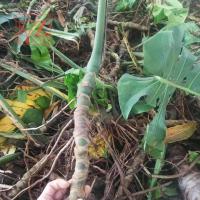 老桩杆长度30-40cm(砍叶发货) 裸根不带土 [八年老桩大型龟背竹水养花卉植物室内绿植吸甲醛观叶盆栽室内绿