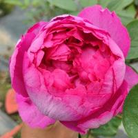 美咲1 带盆栽好 浩景优选特价P18盆栽中大苗系列胭脂香水婚礼之路胭脂扣等苗