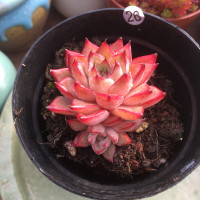 26号沙罗姬杂海血罗 裸根不带土 沙罗姬杂海血罗多肉植物阳台办公室内多肉萌肉肉盆栽花卉一物一拍