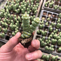 vovi-钱串2头(试种) 裸根不带土 acIv-详见描述2 钱串多肉植物老桩群t生多头萌肉植物组合盆栽办公室内多肉绿植