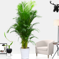 50—70厘米3颗一盆() 不含盆 散尾葵盆栽 凤尾竹室内客厅大型绿植 袖珍叶夏威夷盆景富贵椰花卉