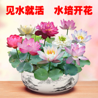 B17-混色30粒+盆营养液泡大珠 含盆 摆件好养活睡莲无土水培植物四季水养花卉室内小型庭院阳台大型