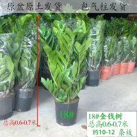 0.6-0.7米21#金钱树原盆 带盆栽好 金钱树大型盆栽办公室内送礼乔迁开业绿植净化空气客厅吸甲醛植物