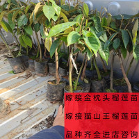 2年苗种子苗(备注品种) 40cm(含)-50cm(不含) 果树苗榴莲苗泰国榴莲树苗嫁接金枕头南方种植菠萝蜜苗芒果苗