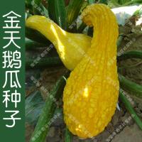 金天鹅瓜20粒 金天鹅瓜种子 春季夏季播黄皮疙瘩南瓜果 阳台盆栽观赏庭院易种孑