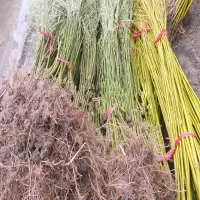 2公分粗[2棵] 其他 柳树苗垂柳黄皮柳树苗竹柳苗直升柳小苗行道树遮阴大小规格柳