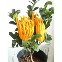 三年苗[明年结果] 不含盆 四季金佛手树苗带果阳台室内盆栽庭院千佛手瓜水果树苗木当年结果