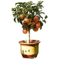 四年苗[当年结果] 81cm(含)-110cm(含) 东北特产123果树苗 沙果苗 小苹果树苗 果苗南北方种植海棠果