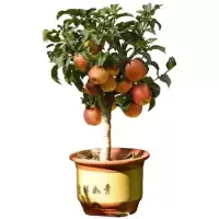 四年苗[当年结果] 81cm(含)-110cm(含) 东北特产123果树苗 沙果苗 小苹果树苗 果苗南北方种植海棠果