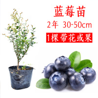 [带花苞]1棵两年蓝莓30-50CM[南北方均可种植 ] 30cm(含)-40cm(不含) 蓝莓苗 盆栽 阳台蓝莓树果苗