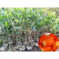 两年苗[品种留言] 50cm(含)-60cm(不含) 菠萝蜜树苗 嫁接马来西亚1号水果苗菠萝蜜苗树苗南方种植带土发货
