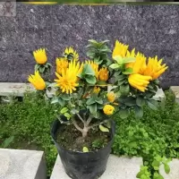 金佛手3年苗[明年结果]+生根 粉+肥料 裸根不带土 佛手柑盆栽金佛手树苗带果香橼树苗庭院树木四季常青当年结果树苗