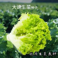 K53-大速生菜 裸根不带土 大速生菜种子四季球生菜奶油生菜种籽生菜种孑阳台春季秋冬季盆栽