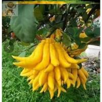 金佛手4年苗当年结果() 裸根不带土 佛手柑盆栽金佛手树苗带果香橼树苗庭院树木四季常青常青好养绿植