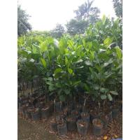 1厘米粗带杯苗 81cm(含)-110cm(含) 菠萝蜜杯苗带叶子果树苗四季马来西亚1号南方种植菠萝蜜杯树苗