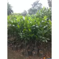 1厘米粗带杯苗 81cm(含)-110cm(含) 菠萝蜜杯苗带叶子果树苗四季马来西亚1号南方种植菠萝蜜杯树苗
