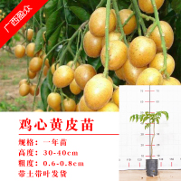 鸡心黄皮一年苗 60cm(含)-69cm(含) 黄皮果树嫁接苗无核鸡心黄皮树苗黑黄皮冰糖黄皮果苗盆栽地栽