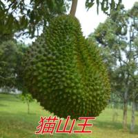 3年苗[品种留言] 111cm(含)-140cm(含) 四季榴莲苗榴莲苗北方种植金枕头泰国果树苗南方芒果苗菠萝蜜苗
