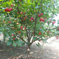 5年苗结果苗 80cm(含)-89cm(含) 八棱海棠树苗嫁接海棠小苹果室内盆栽庭院地栽种植当年结果果树苗